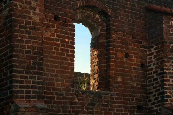 Fönster med en tofs av gräs i en tegelvägg av kloster fördärvar i Bad Doberan, norra Germanyi — Stockfoto