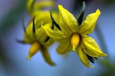 sebze bahçesinde, makro mavi bir arka plan karşı atış domates bitkisinin çiçeği
