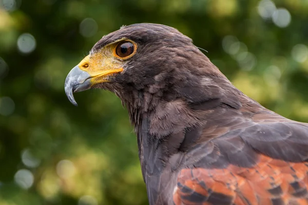 Faucon de Harris (Parabuteo unicinctus), portrait de profil du rapace — Photo