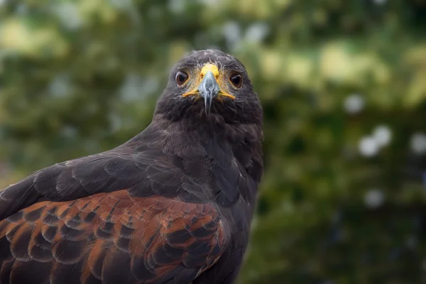 Harris hawk (Parabuteo unicinctus), de frontale portret van de Roofvogel — Stockfoto