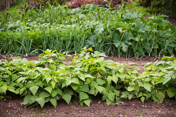 Овочевий сад з грядками в ряди, посаджений в сівозміни з органічними кущовими бобами, цибулею і багато іншого для здорового харчування — стокове фото