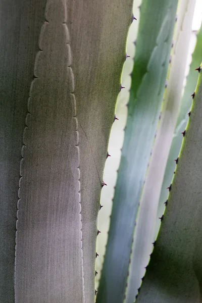 Fondo de la naturaleza abstracta, detalle de un agave gris azul mirando a través de las hojas con espinas, primer plano — Foto de Stock