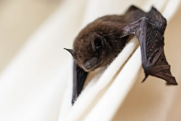 Common pipistrelle (Pipistrellus pipistrellus) a small bat on a white curtain, copy space — Stock Photo, Image