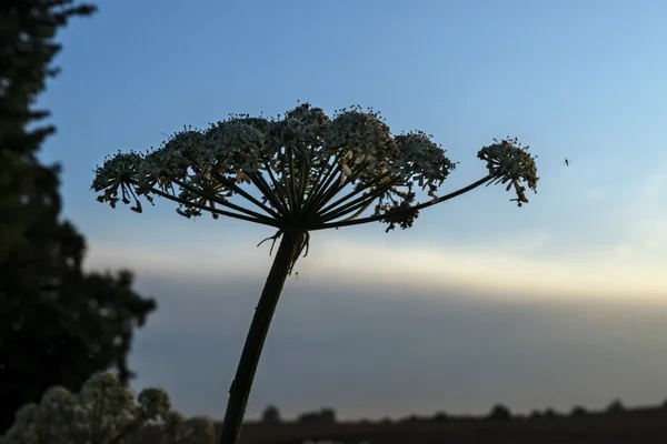 Erva daninha comum (Heracleum sphondylium) silhueta flor contra o céu à noite — Fotografia de Stock