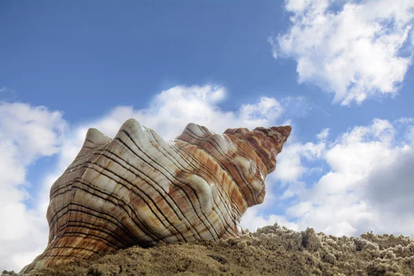 Sea shell i sanden på stranden mot den blå himlen med moln, semester och resa koncept — Stockfoto