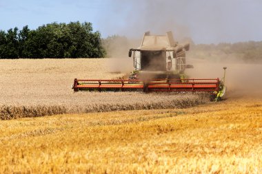 hasat kırsal manzara altın alanında çalışan birleştirme