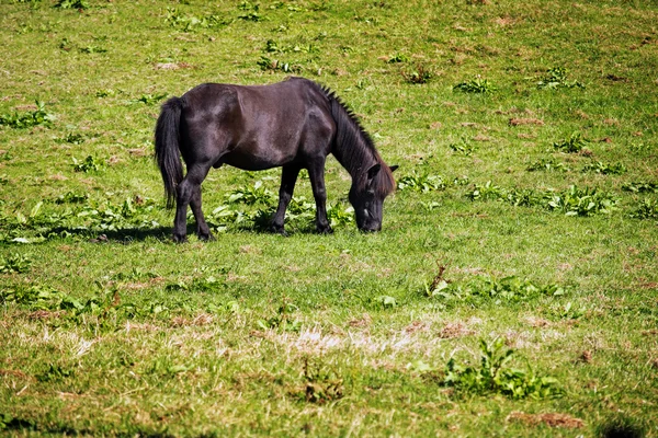 Malé černé hnědé pony oděrek na pastvině, kopie prostor — Stock fotografie