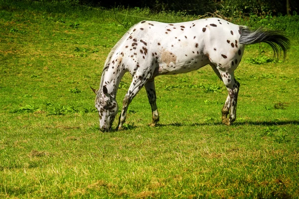 Cavalo com bolinhas castanhas brancas pastam no pasto — Fotografia de Stock