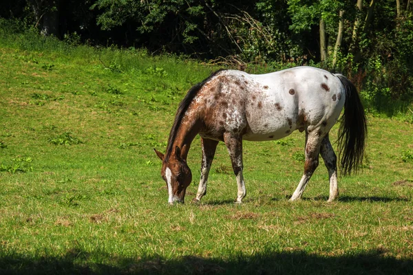 Spatřen koně appaloosa v bílé a hnědé oděrek na zelené pastviny — Stock fotografie