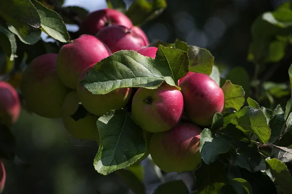 Rama llena de manzanas rojas en el huerto orgánico para cosechar tiempo —  Fotos de Stock