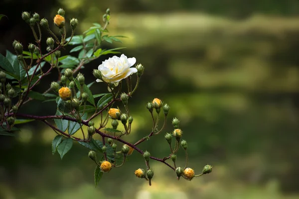 Ramoscello con rose delicate e boccioli in albicocca giallo brillante (Muschio ibrido, Ghislaine de Feligonde ) — Foto Stock