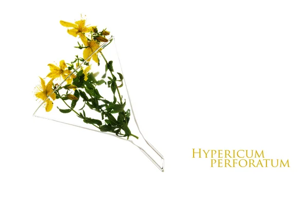 Hipericão (Hypericum perforatum) num funil de vidro, heilkra — Fotografia de Stock