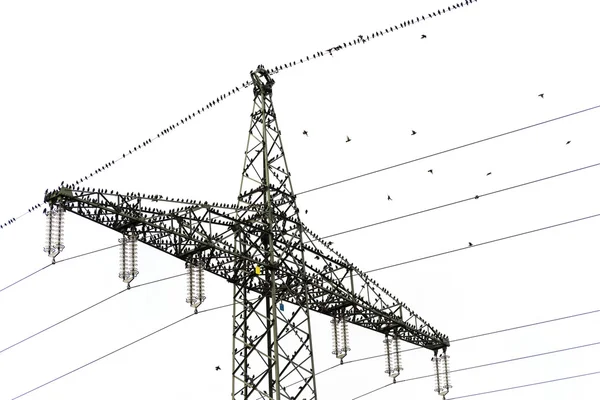 Hoogspanning macht pyloon met vele gemeenschappelijke spreeuwen (Sturnus vulgaris) — Stockfoto