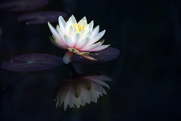 Nénuphar rose clair (Nymphaea Clyde Ikins) avec feuilles et réflexion sur l'étang sombre — Photo