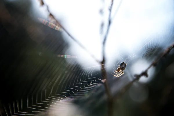 小蜘蛛 (Metellina segmentata) 在森林中的一个大网, 背光宏拍摄 — 图库照片