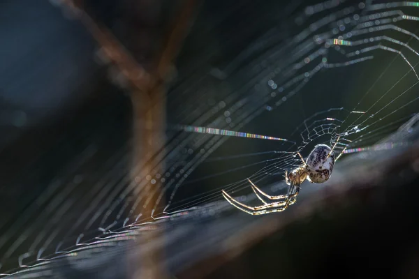 小蜘蛛 (Metellina segmentata) 在网在森林的边缘, 背光宏射击 — 图库照片