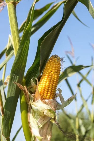 Épi de maïs mûr dans le champ de maïs juste avant la récolte contre un ciel bleu — Photo