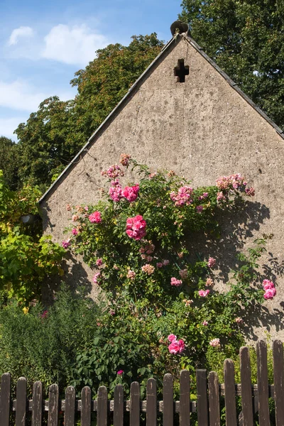 Idyllisches altes Haus mit grauem Putz und rosa Kletterrose hinter einem hölzernen Gartenzaun — Stockfoto