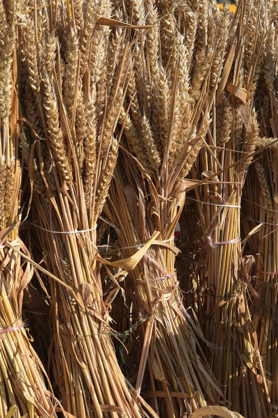 Espigas de trigo feixes amarrados à colheita como uma decoração para ação de graças, fundo vertical — Fotografia de Stock