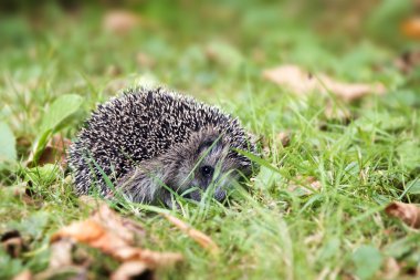 Genç kirpi (Kirpi europaeus) sonbahar çimleri içinde kıvrılmış