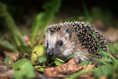 küçük genç kirpi (Kirpi europaeus) sonbahar orman çalılar gıda arıyorsunuz