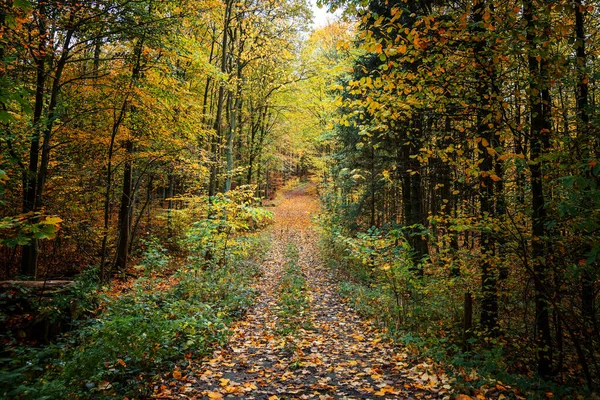 Voetpad Door Een Gemengd Bos Herfst Met Kleurrijke Herfstbladeren Seizoensgebonden — Stockfoto