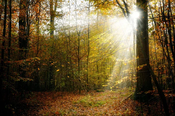 Floresta Outono Com Folhagem Colorida Raios Solares Paisagem Sazonal Bela — Fotografia de Stock