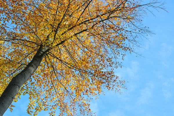 在山毛榉树冠上看到五彩缤纷的金黄色秋叶映衬着蓝天 季节性的自然背景与复制空间 选择焦点 — 图库照片