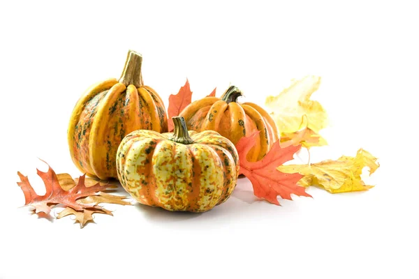 Olika Mat Pumpor Eller Squash För Halloween Eller Thanksgiving Och — Stockfoto