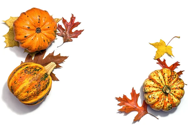 Squashes Voedsel Pompoenen Gekleurde Herfstbladeren Gerangschikt Een Witte Achtergrond Met — Stockfoto