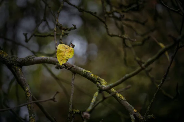 秋天的最后一片黄叶 在黑暗的枝头上 一棵老树 花生酱的概念 象征着转瞬即逝和孤独 复制的空间 选定的焦点 狭窄的田野深度 — 图库照片