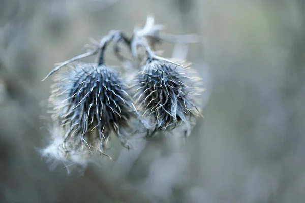 Zwei Getrocknete Graue Distelblumen Vor Verschwommenem Hintergrund Nature Wabi Sabi — Stockfoto