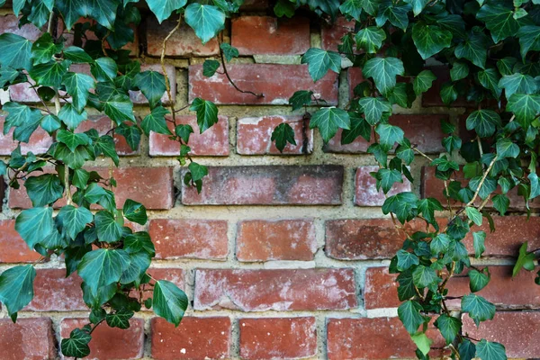 Evergreen Ivy Hedera Helix Oprawia Starą Ceglaną Ścianę Naturalne Tło — Zdjęcie stockowe