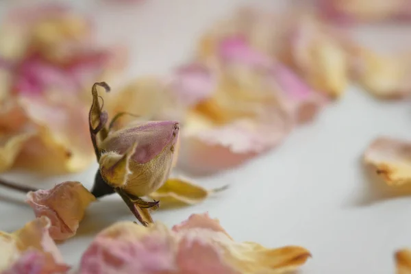 白いテーブルの上のピンクと黄色の乾燥した花びらの間に落ちた枯れ木のバラの芽 コピースペース 選択された焦点 フィールドの非常に狭い深さでクローズアップ — ストック写真