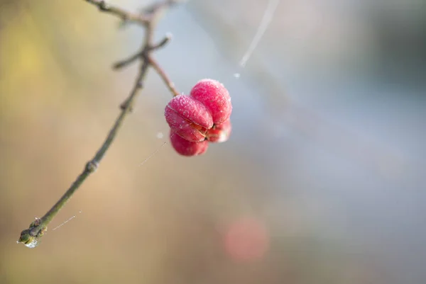 Rosafarbene Frucht Mit Raureif Eines Spindelstrauches Euonymus Europaeus Vor Verschwommenem — Stockfoto
