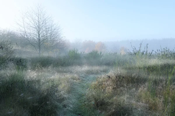 Paesaggio Rurale Prato Con Erbe Cespugli Ginestra Alberi Nudi Nella — Foto Stock