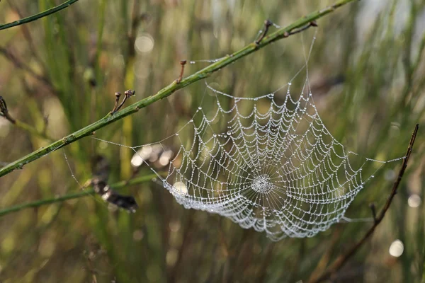 Spider Web Σταγόνες Δροσιά Μεταξύ Των Μίσχων Ένα Πράσινο Λιβάδι — Φωτογραφία Αρχείου
