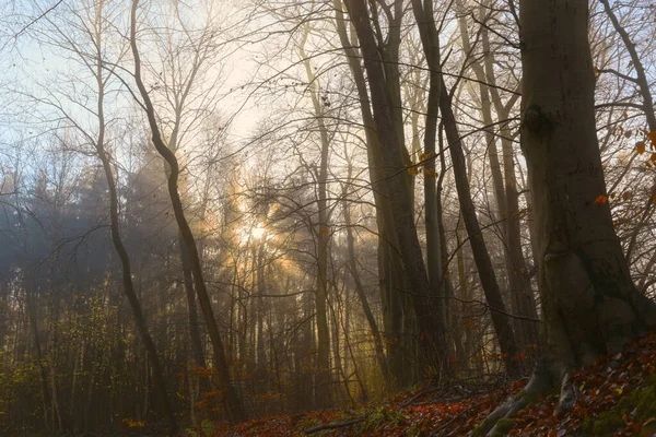 Golden Sunrays Shining Mixed Forest Hazy Morning Autumn Winter Nature — Stock Photo, Image