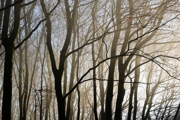 山毛榉林中的树干和光秃秃的枝条 如朦胧的晨光中的轮廓 抽象的自然背景 选定的焦点 狭窄的田野深度 — 图库照片