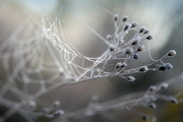 Galhos Uma Erva Selvagem Com Flores Secas Uma Teia Aranha — Fotografia de Stock