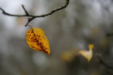 Bulanık bir arka plan üzerinde sarı sonbahar yaprağı, wabi sabi konsepti, geçicilik ve yalnızlığın sembolü, kopyalama alanı, seçilmiş odak, dar alan derinliği