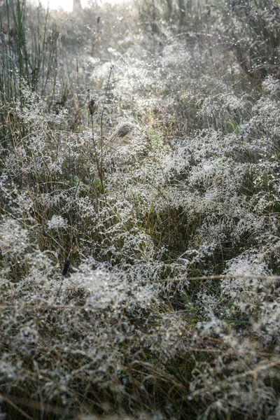 Äng Den Första Frosten Med Isiga Daggdroppar Gräset Landsbygdslandskap Natur — Stockfoto