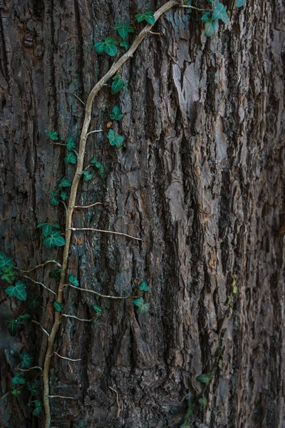 Evergreen Sarmaşığı Hedera Sarmaşığı Eski Bir Ağaç Gövdesinin Kabuğuna Tırmanıyor — Stok fotoğraf