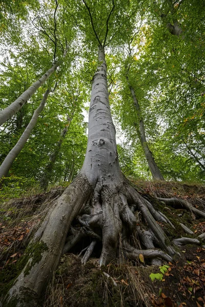Старе Букове Дерево Широкий Кут Зору Коренів Над Сріблястим Сірим — стокове фото
