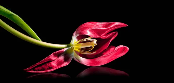 Ležící Červený Tulipán Výhonky Pístem Izolovaný Malým Odrazem Černém Pozadí — Stock fotografie