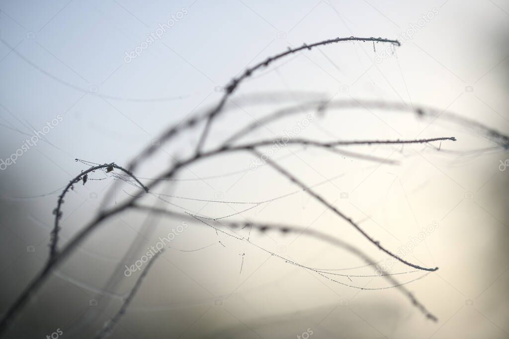 Slim twigs of a wild herb with cobwebs and dew in foggy back light, abstract nature shot in winter, wabi sabi style with blurry elements, copy space, selected focus on a few drops, very narrow depth of field