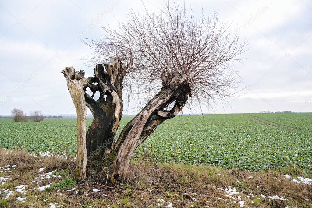 Half dead pollard willow tree after a lightning strike nevertheless continues to grow at the edge of the field at the edge of the field, persistence in nature concept, copy space, selected focus