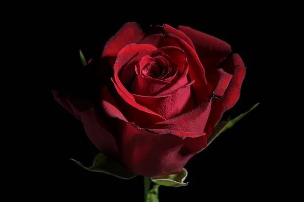 深红色玫瑰花朵 黑色背景 有复制空间 传统的爱情符号 精选焦点 狭窄的田野深度 — 图库照片