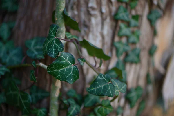 Hojas Siempreverdes Hiedra Hedera Helix Trepando Corteza Tronco Árbol Viejo — Foto de Stock