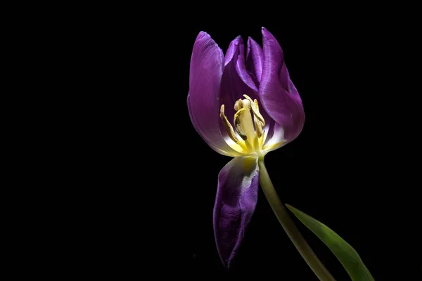 紫色郁金香花 有明显的黄色雄蕊和雌蕊隔离在黑色背景 复制空间 选择焦点 狭窄的领域深度 — 图库照片